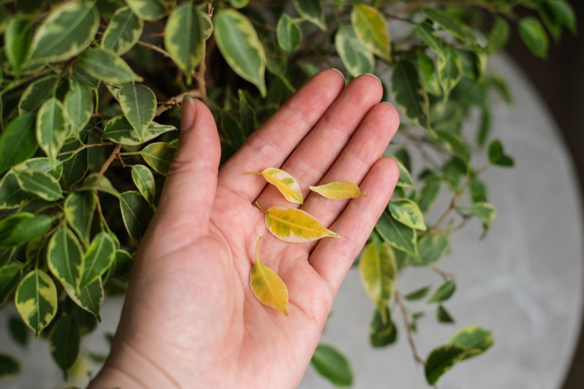 Dead or dying indoor plants